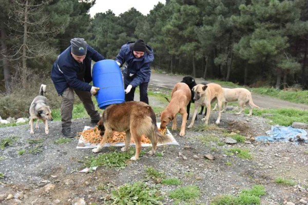 Soğukta Sahipsiz Hayvanlar Unutulmadı - Görsel 1