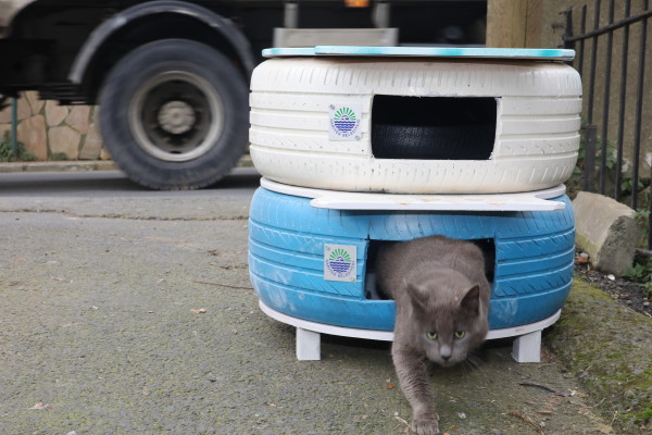 Kedi Evi