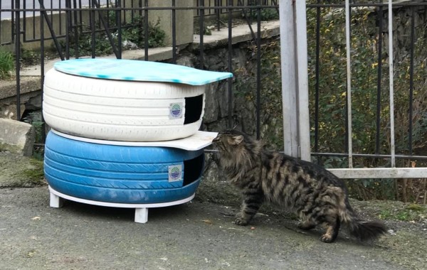 Kedi Evi
