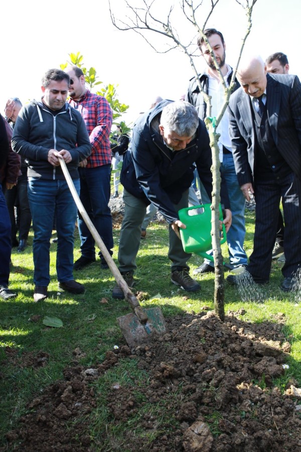 Ağaç dikimi