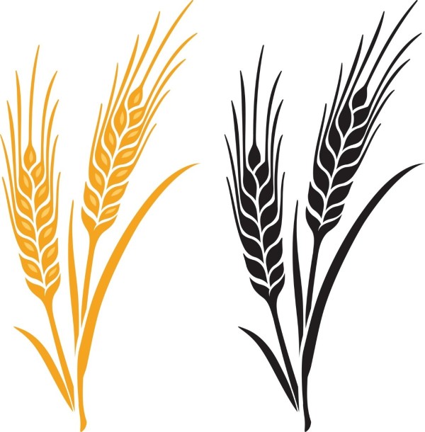 Gluten DEĞİL Fruktan