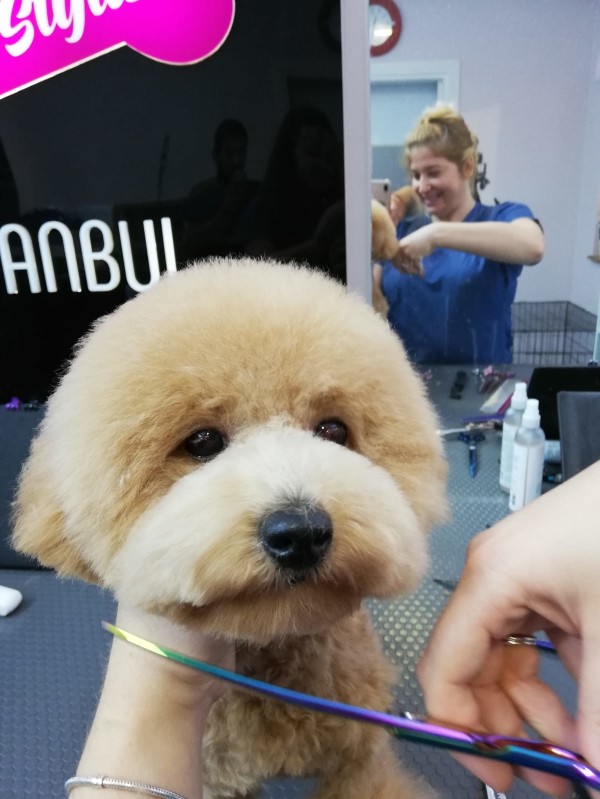 PetStylist İstanbul - Pet kuaförü hizmeti 