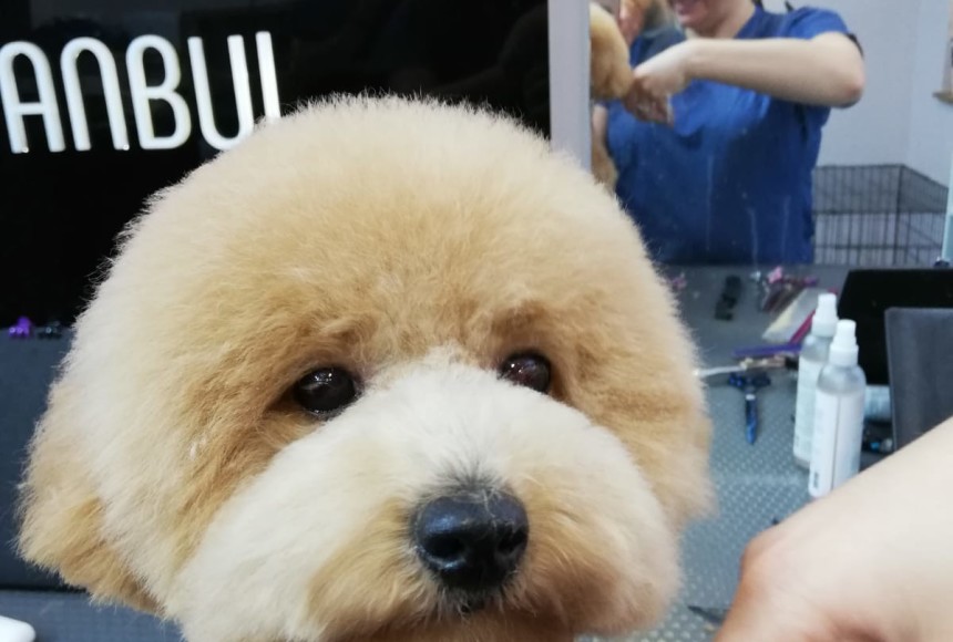 Pet kuaförü hizmeti almak isteyenlere 5 altın kural