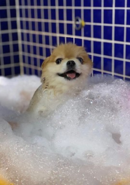 Köpeklere özel güzellik merkezleri ilgi görüyor