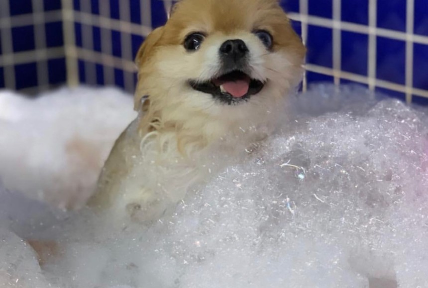 Köpeklere özel güzellik merkezleri ilgi görüyor