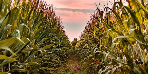 corn maze