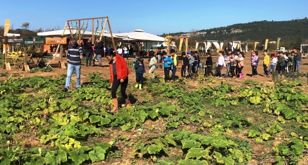 Corn Maze Bahçe 8