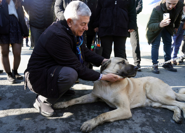 Yeni Yıl Patisi